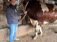 Bulle, Simmental cattle — Foto 6