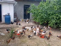 Chickens — foto 4