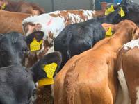牛（ロット、性別未指定）, Simmental cattle — 写真 4