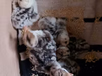 Turkeys — الصورة 2