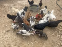 Chickens — Foto 1