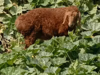Ovejas (lote, sexo no especificado), Ovejas — foto 2