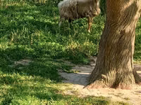 Qoyunlar (partiya, cinsi göstərilməyib), Qoyunlar — foto 1