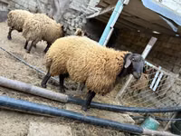 雄羊, 羊 — 写真 4