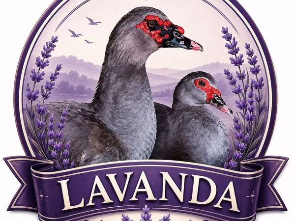 Ducks