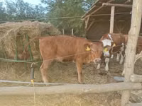 Kuh, Limousin-Kuh — Foto 2