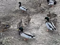 Ducks — Foto 7
