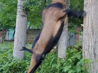 Kozioł, Kozy — zdjęcie 3