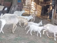 பெண் வெள்ளாடு, Dutch Landrace goats — புகைப்படம் 1