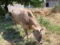 Krava, Skot — foto 1