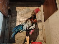 Chickens — zdjęcie 4