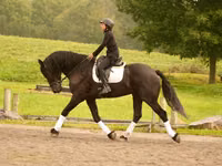 Caballo, Friesian — foto 5