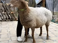 Owca, Awassi sheep — zdjęcie 4