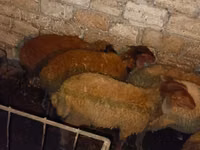 Ram, Sheep — photo 5