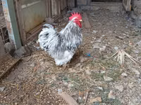 Chickens — புகைப்படம் 3