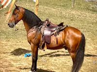 Cavalo, Tennessee Walking Horse — foto 3