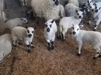 Қошқар, Cerry Hill sheep — 2-сурет