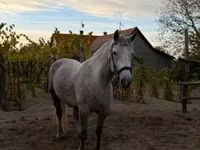 母马, Horses — 照片 1