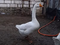 Geese — الصورة 3