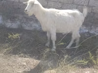 Goat, Goats — photo 2