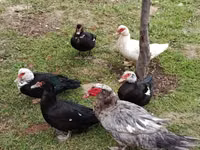 Ducks — 5-сурет