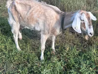 Ешкі, Nubian Goat — 1-сурет