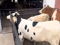 Cow, Simmental cattle — photo 2