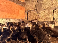 Ducks — الصورة 1