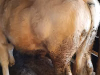 ثور, البلجيكية الزرقاء — الصورة 2