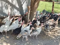 Turkeys — photo 6