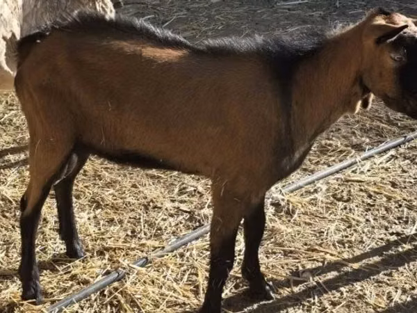 雄ヤギ, Alpine goat