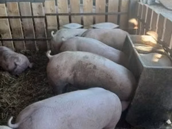 Sow, Pigs