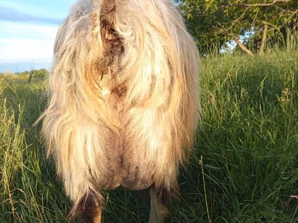 Cabra, Cabras