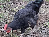Chickens — foto 4