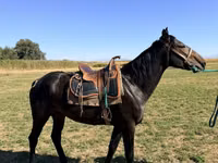 Cheval, Karachay horse — photo 1