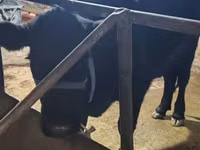 Taureau, Aberdeen-Angus — photo 1