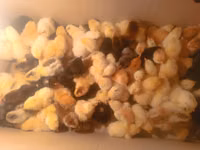 Chickens — Foto 3