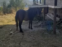 Yegua, Caballos — foto 3