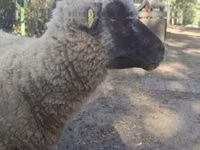 Baran, Shroshire sheep — zdjęcie 6