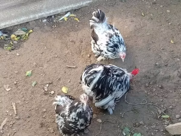 Danish hen