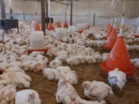 Chickens — zdjęcie 2