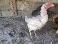 Chickens — 写真 4