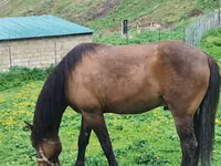 Cheval, Azerbaijan horse — photo 1