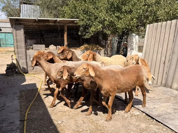 Qoyun, Baerchuke sheep