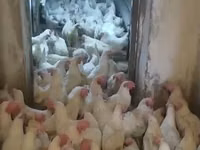Chickens — foto 2