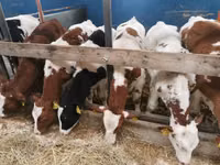 Taureau, Simmental cattle — photo 3