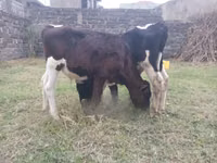Buğa, Russian Black pied cattle — foto 1