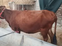 பசு, மாடுகள் — புகைப்படம் 2