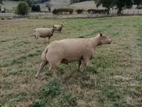 Bélier, Charollais sheep — photo 1
