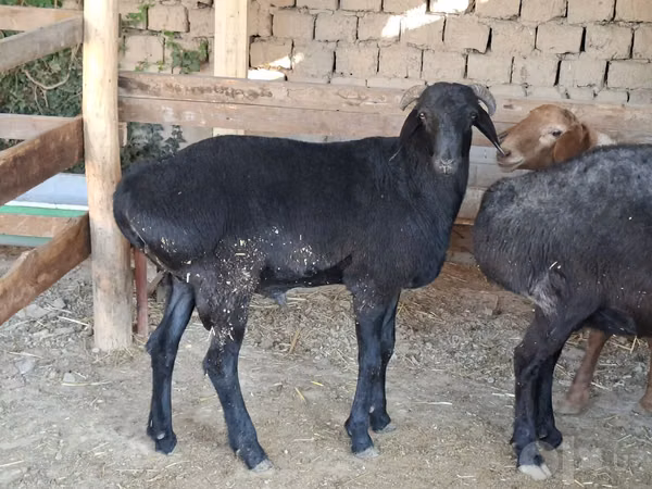 ஆண் வெள்ளாடு, வெள்ளாடுகள்